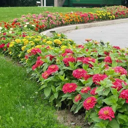 japura Zinnia Flower Seeds Hybrid Seed-picture-24