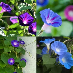 ibains Morning glory plant seeds no of seeds 32 Seed-picture-15