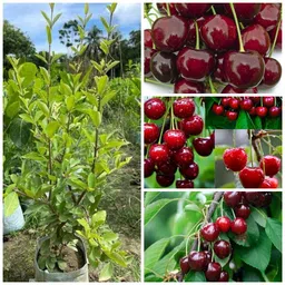 Cherry Fruit Plant-image-48