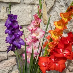 florafusion Gladiolus/Sword Lily Plant-picture-36