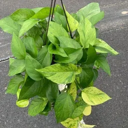 cloud farm Money Plant image 2