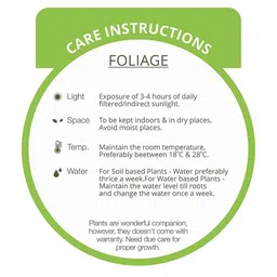 nurturing green Black Scindapsus Gold Large Natural Plant In Fibre Pot image 5