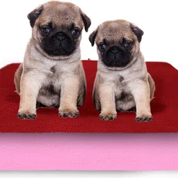 amorite Reusable Washable Pee Pads-Puppies Washable Dog/Cat Diapers Pack of 2 Maroon + Pink Dog, Cat, Guinea Pig, Hamster, Miniature Pig, Rabbit, Tortoise Pet Mat-picture-26