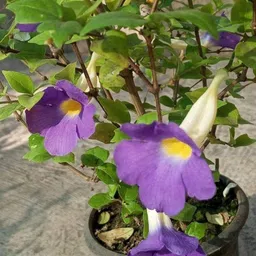 nurseryfriends Thunberjia Plant image 2