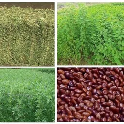 numinous Hedge Lucerne, Velimasal, Dashrath, Desmanthus Virgatus, Grass Fodder Seed image 4