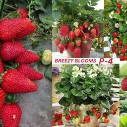 breezy blooms Strawberry Plant-picture-27
