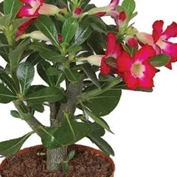 lt surya enterprises Adenium Plant image 3