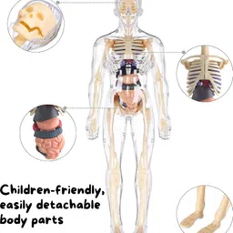 homzify 3D Human Body Structure Model Toys for Kids 6+ image 5