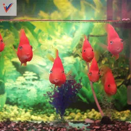 petzlifeworld True Color RED Parrot Fish Feed 100G Fish 0.1 kg Dry New Born, Adult, Young, Senior Fish Food image 5