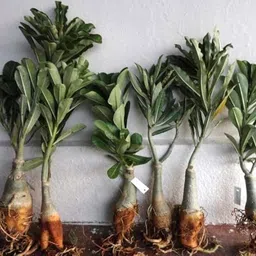 fuegoasis Adenium Plant image 4