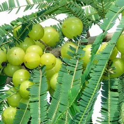 greenlife Amla Plant-picture-17