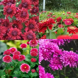 ibains Guldaudi big flower seeds pack of 28 Seed-picture-31