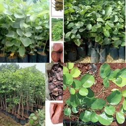 ibains Lal chandan seeds pack of 13 Seed image 4