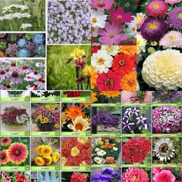 ibains All use combo flower seeds biij 220 Seed image 4