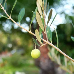 cloud farm ZZ Plant image 2