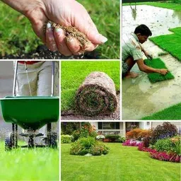 seedkart australian lawn grass seeds american grass seeds for lawn bij Seed-picture-45