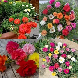 ibains 10 o clock flower seeds Seed-picture-25