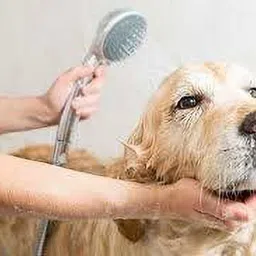 dr venture Organic Natural Neem and Lemongrass Anti-Itching, Insect Repellent Anti-Tick and Flea Dog and Cat Shampoo 500 ml Pack of 1 Anti-microbial, Flea and Tick, Anti-itching, Allergy Relief neem Dog Shampoo image 4