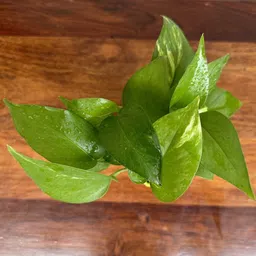 gabbro Two Layer Bamboo Plant, Money Plant image 4