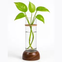 mintoli Elegant Wooden & Glass Hydro Planter – Sheesham Finish Tube Vase for Home Décor Wooden, Glass Vase-picture-14