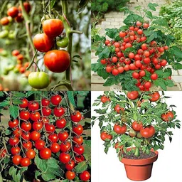 ibains Hybrid tomato seed pack of 190 Seed image 3