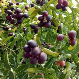 breezy blooms Karonda Plant-picture-26