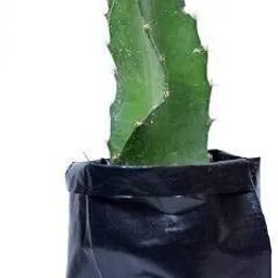 alogardening Dragon Tree image 5