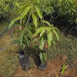 ukanda Mango Plant image 5