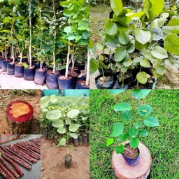 ibains Red chandan tree seeds pack of 44 Seed image 2