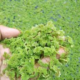 wequality azolla agriculture/azolla seeds 1399 Seed image 2