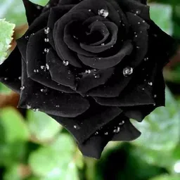 acms RARE BLACK Rose Flower Seeds Beautiful Flower For Home Garden Seed-picture-11