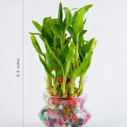 real nature Two Layer Bamboo Plant image 3