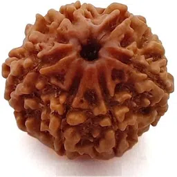 beautum 7 Mukhi Rudraksha Seven Face Rudraksha Nepali Rudraksha Code:10 Wood Pendant-picture-22