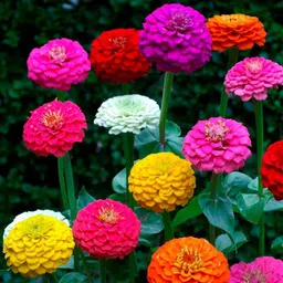 bdsresolve zinnia flower seeds all colour/zinnia flower seeds Seed-picture-13