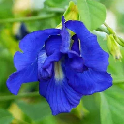 seedkart aparajita flower seed butterfly pes seeds Seed image 2