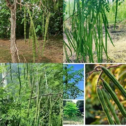 ibains Moringa seeds odc3 pack of 54 Seed image 3