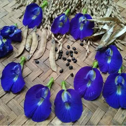 plant garden life Aparajita Seeds Blue Color, Butterfly Pea Seeds, Clitoria Ternatea Seed Seed image 2