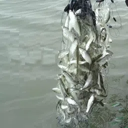 mondal store 20MM SISHA JAL COMBO PACK Fishing Net image 4