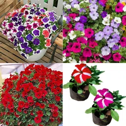 ibains Petunia flower seeds mix colour pack of 11 Seed-picture-10