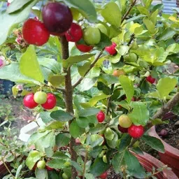 new debnathnursery Cherry Fruit Plant image 4