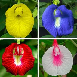 Aparajita Flower Seeds Seed-image-0