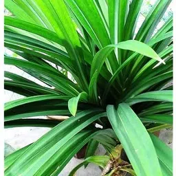 cloud farm Basmati Plant image 3