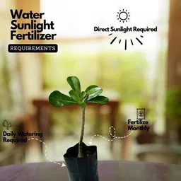 afartiobina Adenium Plant image 5