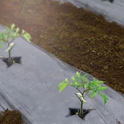 siddhi Mulching with Hole Paper 25 Micron 4 Feet 1200mm 400 Meter (Center Hole) Garden Mulch-picture-20