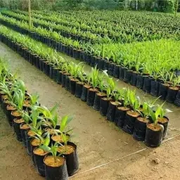 groot Plastic Grow Nursery Bags Plant Container Home Garden (12X12 inch) Pack 40 Grow Bag image 3