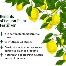 aposoluard Lemon Plant image 4