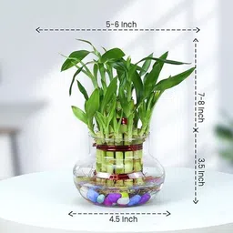 gabbro Two Layer Bamboo Plant image 2