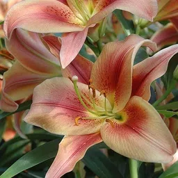 radha krishna agriculture Radha Krishna Agriculture® Lillum Asiatic Lily Flower Bulbs for Your Home and Gardening Pack Of 2 Bulbs (WHITISH PINK) image 3