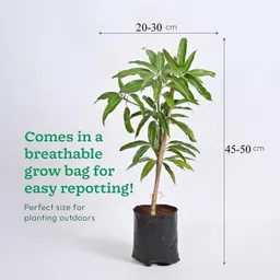 new debnathnursery Mango Plant image 2