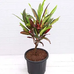 nurserylive Croton Codiaeum Variegatum With Pot Natural Plant image 2